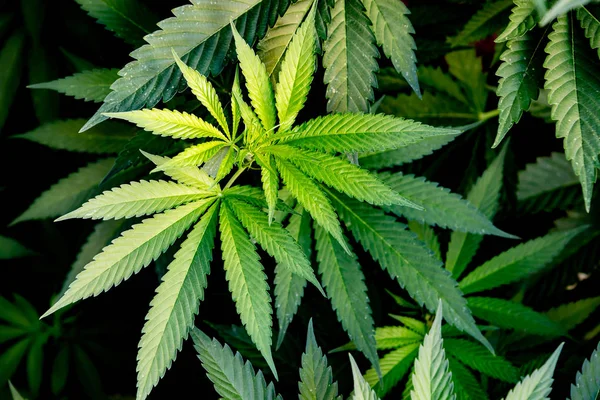 Culturas Médicas Cannabis Quase Prontas Para Colheita Uma Fazenda Cultivo — Fotografia de Stock