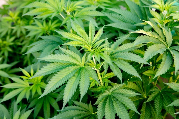 Cultivo Cannabis Medicinal Casi Listo Para Cosechar Una Granja Cultivo — Foto de Stock