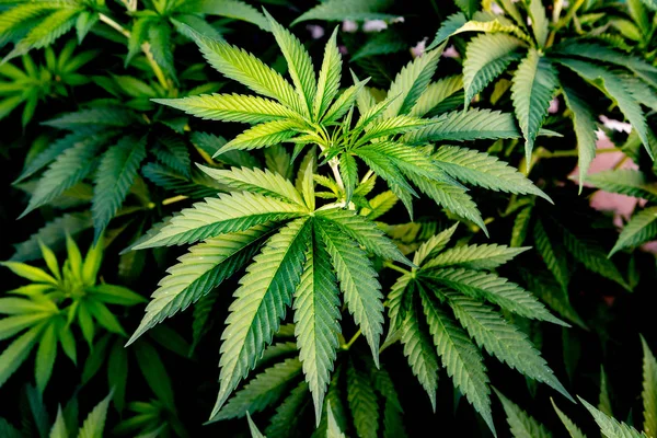 Cultivo Cannabis Medicinal Casi Listo Para Cosechar Una Granja Cultivo — Foto de Stock