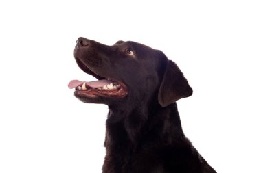 Güzel Siyah Golden Retriever köpek beyaz arka plan üzerinde stüdyoda izole