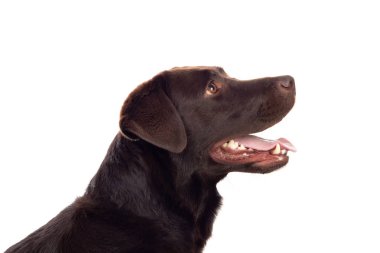 Güzel Siyah Golden Retriever köpek 