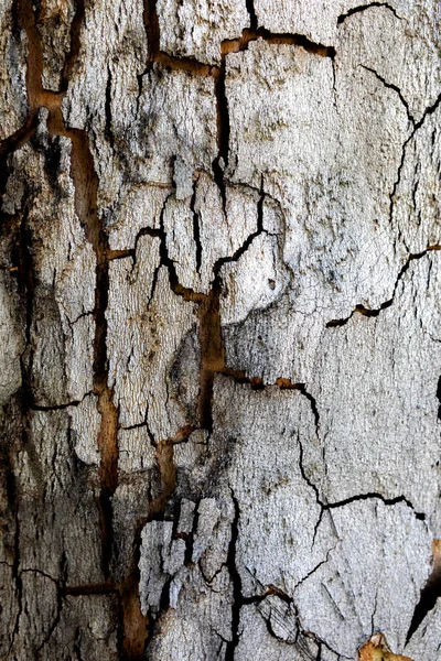 Текстура ствола дерева крупным планом — стоковое фото