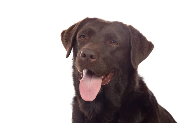 Beautiful Black Golden Retriever dog — Stock Photo, Image