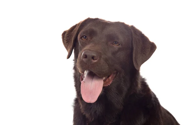 Beautiful Black Golden Retriever — стоковое фото