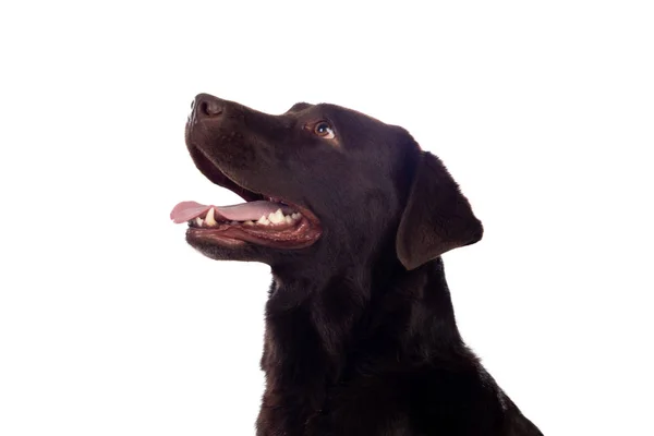 Schöner Schwarzer Golden Retriever Hund Isoliert Studio Auf Weißem Hintergrund — Stockfoto
