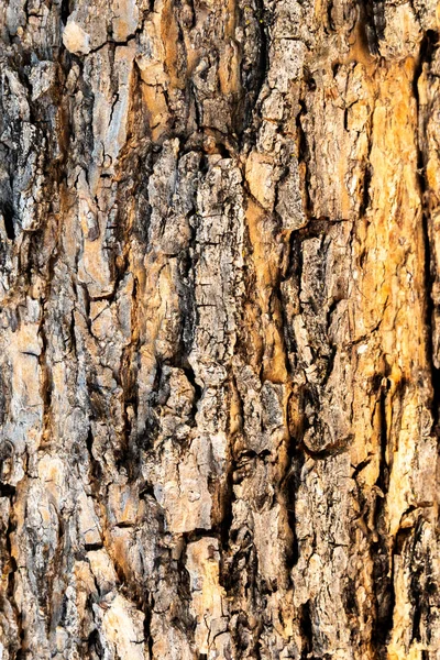 壁紙使用のための木の幹クローズアップのテクスチャ — ストック写真
