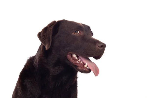 Красива Чорна Собака Золотий Ретрівер Ізольований Студії Білому Фоні — стокове фото