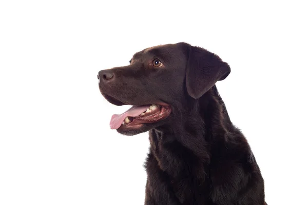 Beautiful Black Golden Retriever dog — Stock Photo, Image