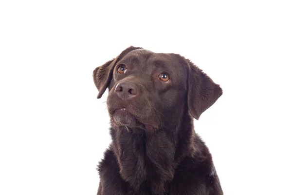 아름다운 블랙 골든 리트리버 개 — 스톡 사진