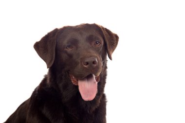 Güzel Siyah Golden Retriever köpek beyaz arka plan üzerinde stüdyoda izole