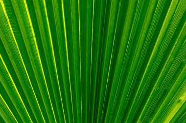 Palmiye yaprağı arkadan güneşle yakın
