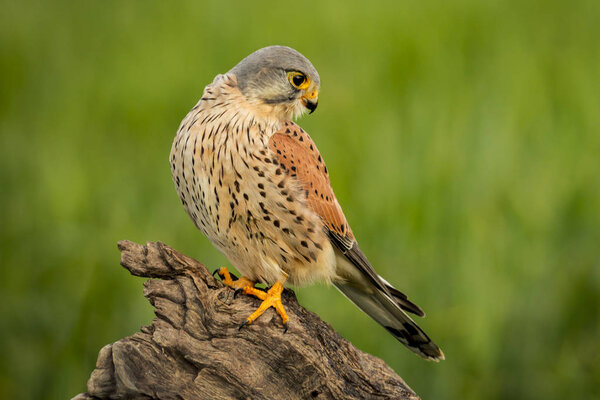 Beautiful profile of a kestrel in the nature with a natural background