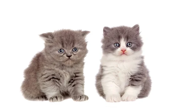 Дві Смішні Сірі Кішки Дивляться Камеру Ізольовані Білому Тлі — стокове фото
