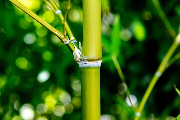 Bambu Perto Bosque Bambu — Fotografia de Stock