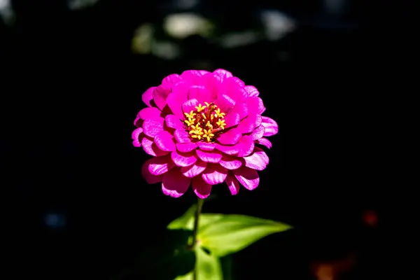 Flores en el jardín —  Fotos de Stock