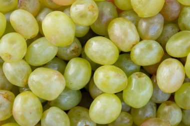 Birçok yeşil üzüm yakın. SonbaharMeyvesi