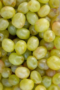 Birçok yeşil üzüm yakın. SonbaharMeyvesi