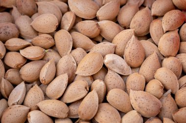 Birçok taze ağaçtan badem aldı