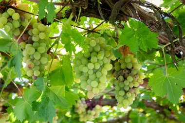 Yaz aylarında bitkide yeşil üzüm