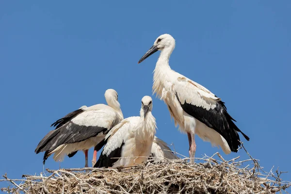 Elegant Stork Boet Med Blå Himmel Bakmarken — Stockfoto