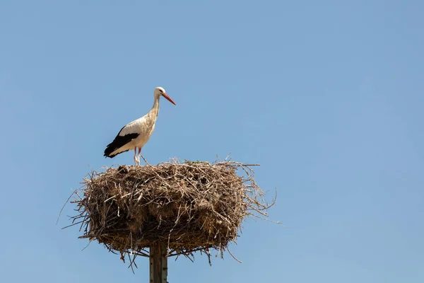 Elegant Stork Boet Med Blå Himmel Bakmarken — Stockfoto