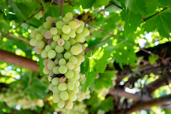 Uvas Verdes Planta Durante Verano —  Fotos de Stock