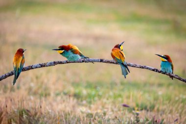 Bir dalda arı yiyenler