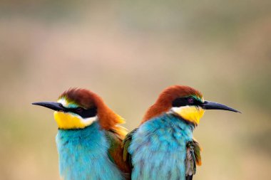 Aşık olan bir daldaki arı yiyiciçifti