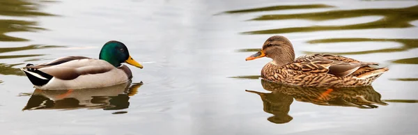 Hermosos Patos Nadando Lago —  Fotos de Stock