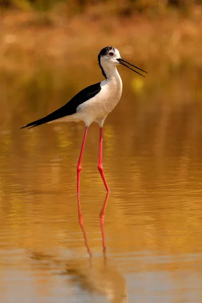 Stilt Spanish Pond Looking Food — Stock Photo, Image