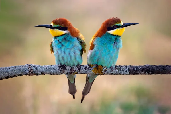 Paar Bijeneters Een Tak Die Verliefd Wordt — Stockfoto