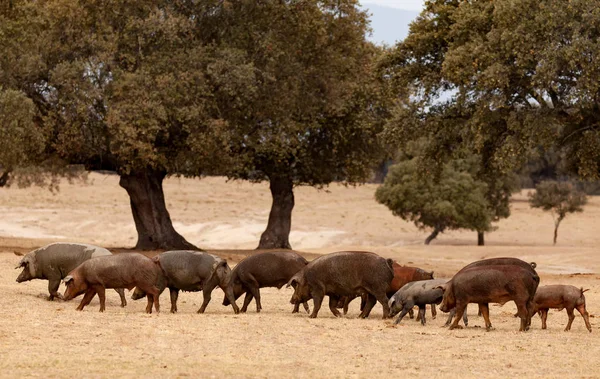 Suini iberici al pascolo tra le querce — Foto Stock