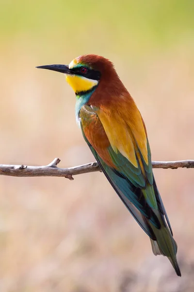 Πορτραίτο ενός πολύχρωμου πουλιού — Φωτογραφία Αρχείου