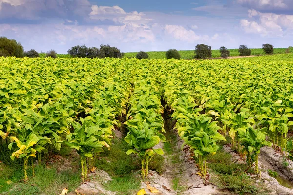 Tobacco plantation — Stock Photo, Image