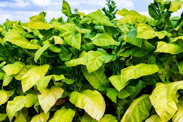 Plantación de tabaco — Foto de Stock