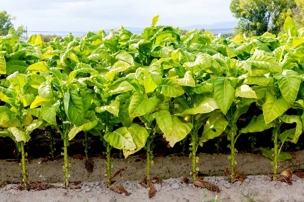 Plantación de tabaco — Foto de Stock