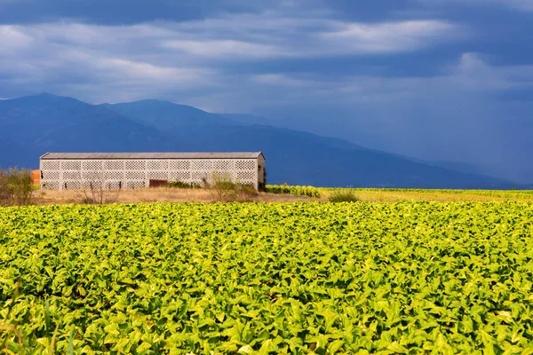 Tabak plantage — Stockfoto