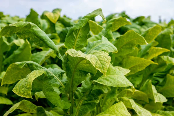 Tobacco plantation — Stock Photo, Image