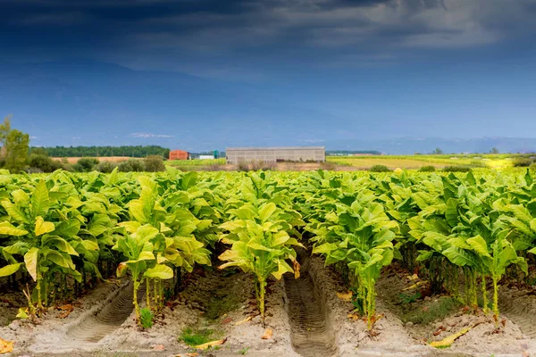 Plantação de tabaco — Fotografia de Stock