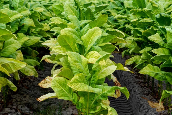 Tabákové plantáže — Stock fotografie