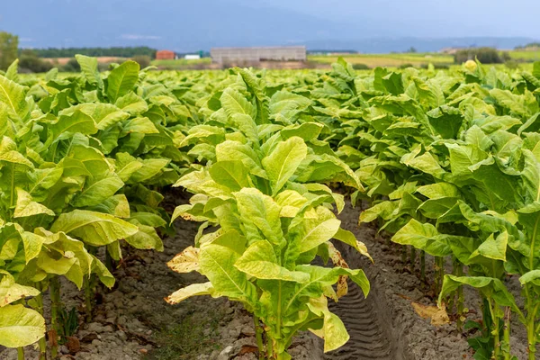 Tabakplantage — Stockfoto