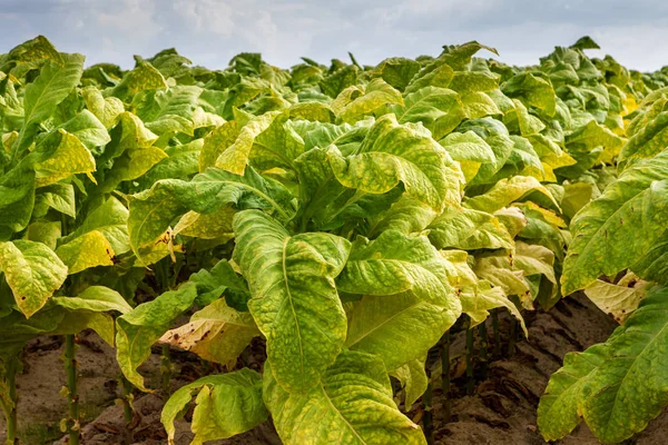 Plantação de tabaco — Fotografia de Stock