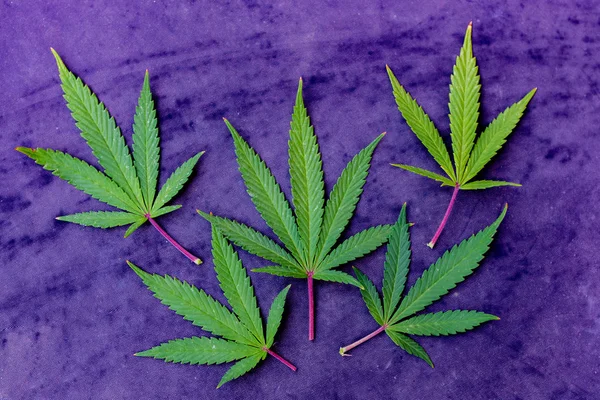 Folhas de cannabis medicinal — Fotografia de Stock