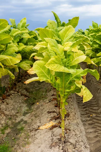 Tobacco plantation — Stock Photo, Image