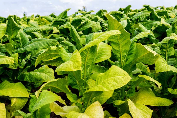 Plantação de tabaco — Fotografia de Stock