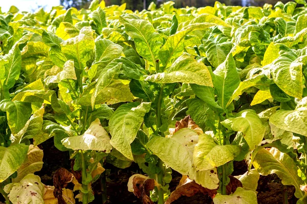 Tobacco plantation — Stock Photo, Image