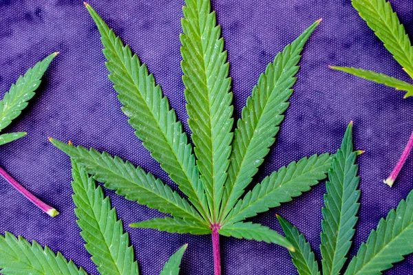 Feuilles de cannabis médical — Photo