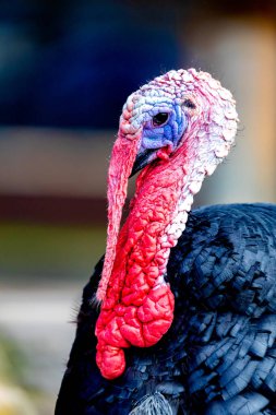 Şükran Günü için harika bir hindi.