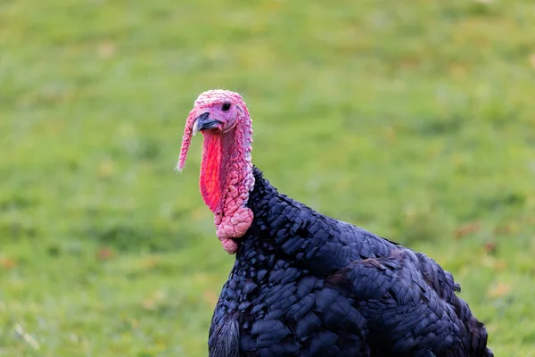 Amazing turkey for thanksgiving — Stock Photo, Image