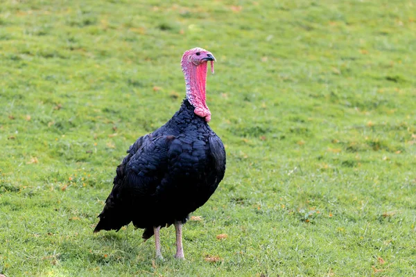 Amazing turkey for thanksgiving — Stock Photo, Image